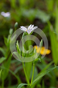 Stellaria holostea or greater stitchwort - is a perennial herbaceous flowering plant in the carnation family Caryophyllaceae. A