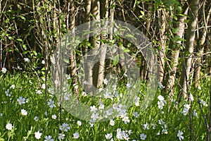 Stellaria Holostea with sunny grove background, small white notched flowers