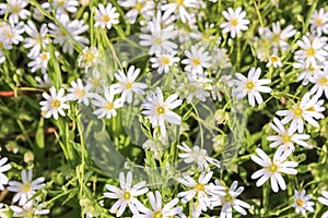 Stellaria holostea white flowers