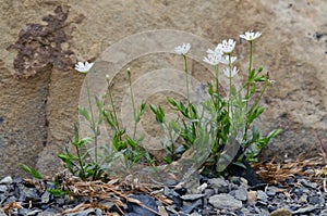 Stellaria longipes - Longstalk Starwort