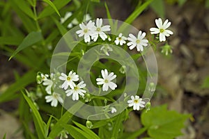 Stellaria media flowers