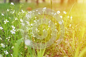 stellaria media is a wild field herbaceous plant with white flowers in full bloom with meadow grasses. stellaria are used in folk