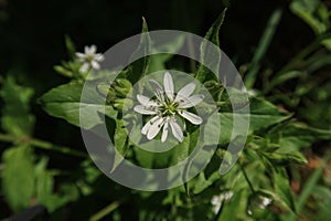 Stellaria nemorum flower petals color white red