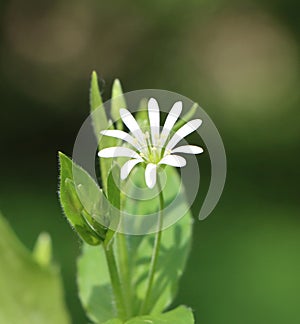 Stellaria nemorum photo