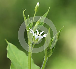 Stellaria nemorum (wood stitchwort) photo
