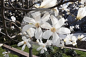 Stellata white magnolia flowers