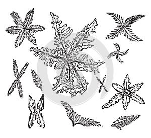 Stellate and feathery crystals of triple phosphate, vintage engraving