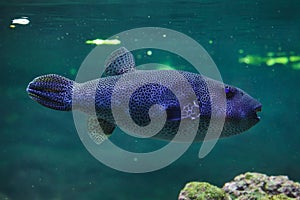 Stellate puffer Arothron stellatus