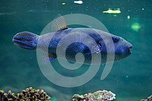 Stellate puffer (Arothron Stellatus).