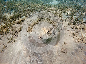 Stellate puffer fish Arothron stellatus