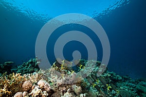 Stellate rabbitfish and tropical underwater life.