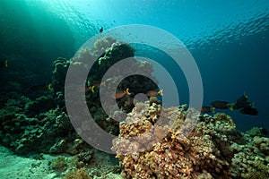 Stellate rabbitfish and tropical underwater life.
