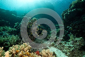 Stellate rabbitfish and tropical underwater life. photo