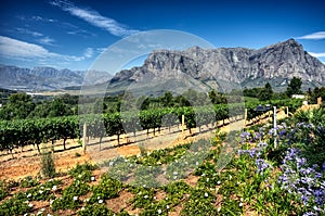 Stellenbosch American Express Wine Routes, South Africa