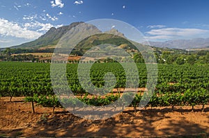 Stellenbosch American Express Wine Routes, South Africa