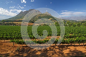 Stellenbosch American Express Wine Routes, South Africa photo