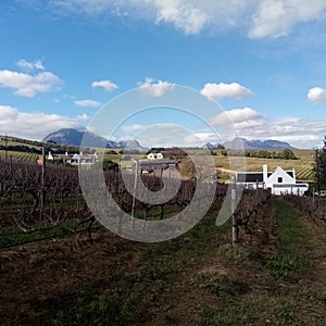 Stellenbosch A Cape wine farm in South Africa with cape mountains agricultural