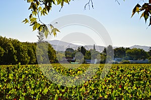 Stellenbosch cape wineland or vineyard of Pinotage grapes in Cape town photo