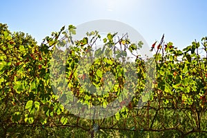 Stellenbosch cape wineland or vineyard of Pinotage grapes in Cape town photo