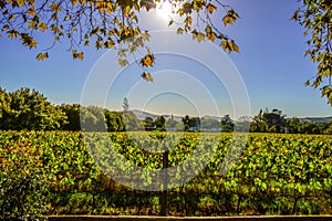 Stellenbosch cape wineland or vineyard of Pinotage grapes in Cape town photo