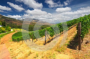 Stellenbosch, the heart of the wine growing region in South Africa