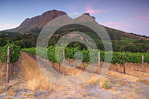 Stellenbosch, the heart of the wine growing region in South Africa