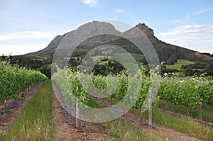 Stellenbosch mountain winelands Cape photo