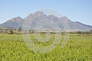 Stellenbosch South Africa Cape wine country photo