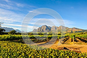 Stellenbosch Vineyards