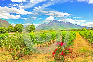 Stellenbosch Vineyards South Africa photo