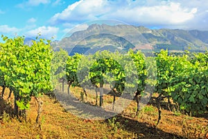 Stellenbosch Vineyards South Africa photo