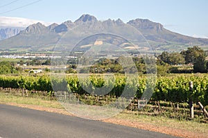 Stellenbosch wine region and mountains cape winelands  south africa.