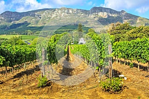 Stellenbosch Wine Route