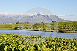 Stellenbosch winelands south africa