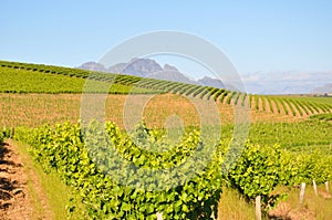 Stellenbosch winelands south africa photo