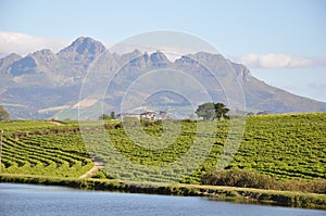 Stellenbosch vineyards  and lake  Cape South Africa