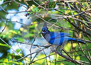 Steller`s Blue Jay Cyanocitta stelleri