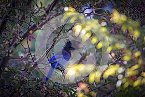 Steller`s Blue Jay sitting on a branch in the leaves of a tree