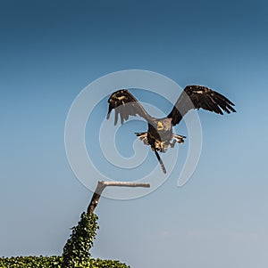 Steller`s eagle in flight