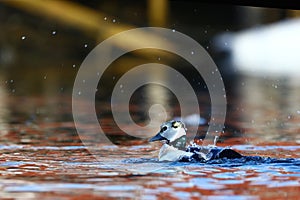 Steller's eider cleaning in water