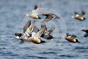 Steller's Eider flying