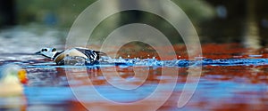 Steller's eider rushing to chase a rival