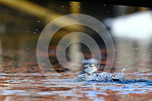 Steller's eider washing its feathers