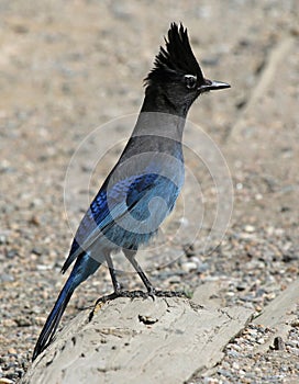 Steller`s Jay at Attention