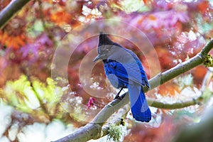 Steller`s Jay -- Cyanocitta Stelleri