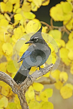 Steller's Jay (Cyanocitta stelleri)