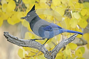 Steller's Jay (Cyanocitta stelleri)