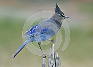 Steller's Jay (Cyanocitta stelleri) photo