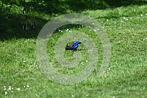 Steller`s jay, Cyanocitta stelleri, 5.