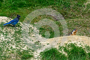 Steller`s jay Cyanocitta stelleri and a columbian ground squirrel Urocitellus columbianus together in Glacier National Park,